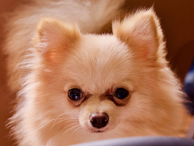 Cocoa the Female Pomeranian dog image pomeranian