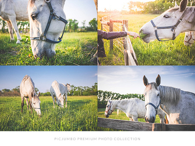 Grazing Horses PREMIUM Photo Collection animals background free freebie graphic images photos picjumbo stock photos webdesign