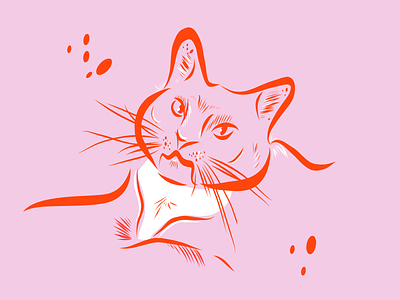 Franny cat cats design illustration sketch