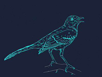 Mockingbird Etching bird etching illustration mockingbird texture