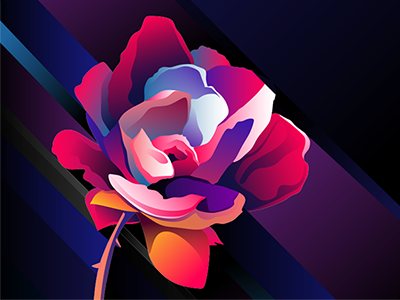 Rose Dribble Debut bold contrast dark debut design graphic design illustration plant purple rose vector