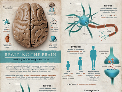 Rewiring the brain - infographic 3d anatomy icon illustration infographic paper