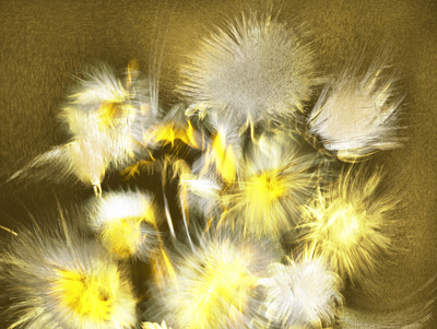 Yellow Thistles design graphic design illustration