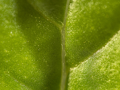 Basil Leaf