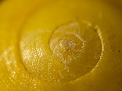 Snail shell extreme macro macrophotography nicolas delille photography shell shooting shot snail still life studio yellow