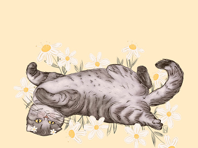 Daisy Dreams branding cat design digital illustration graphic design illustration vector