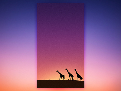 Giraffes under the sunset Illustration color giraffe illustration ps ui work
