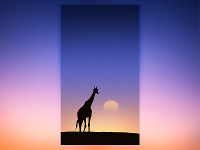 Giraffes under the sunset Illustration 02