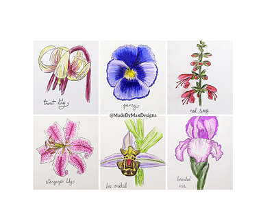 Botanical Flower Sketches