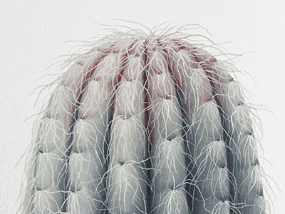Blushing Cactus book design cactus editorial gif illustration motion graphics painting