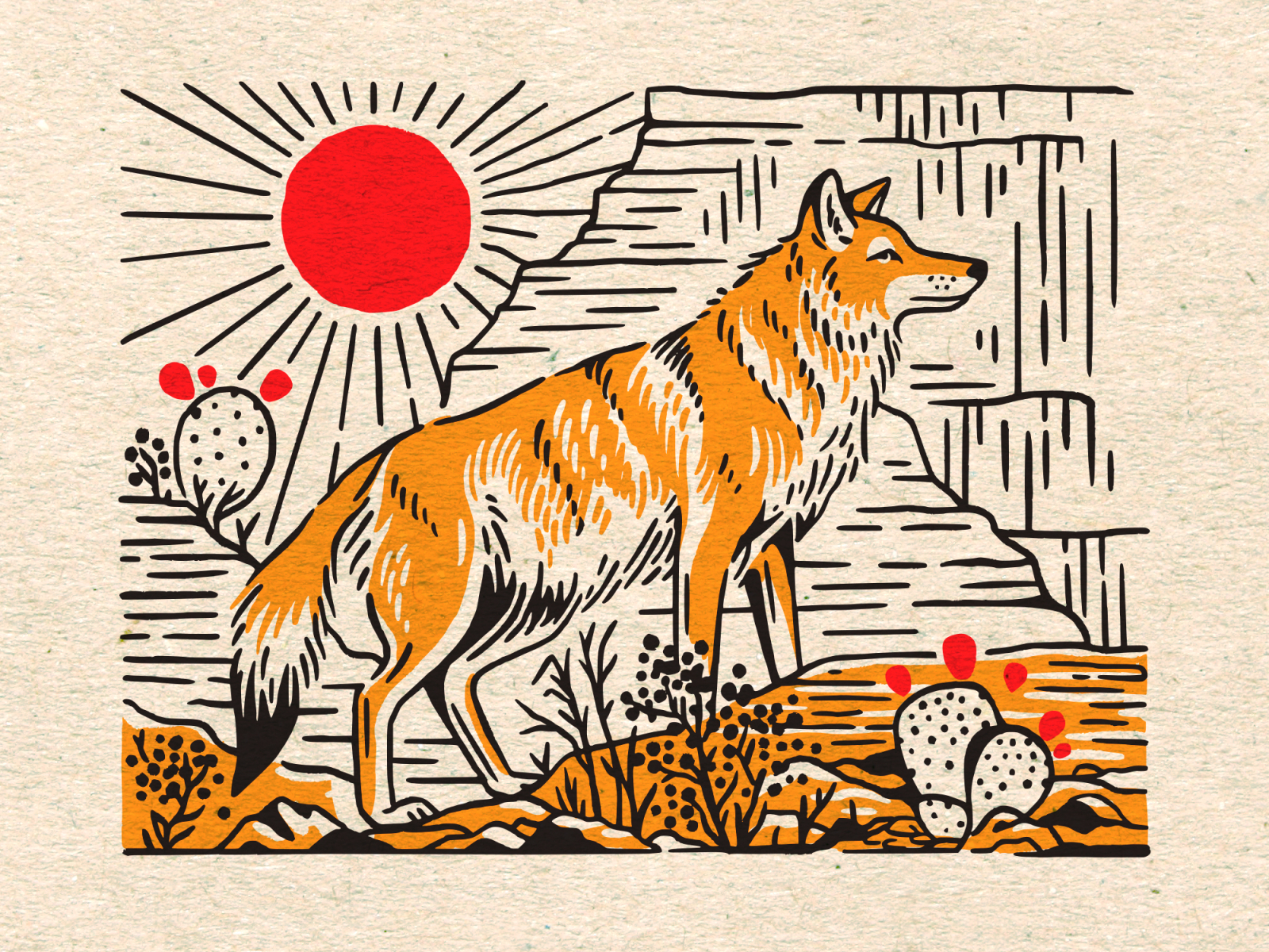 Coyote By Cristina Moore On Dribbble   Coyote2 4x 