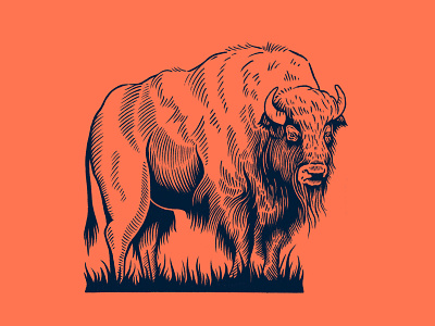 Buffalo bison buffalo drawing illustration oklahoma procreate