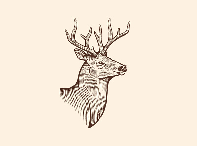 Deer animal antlers buck bust deer illustration procreate rusty nib sketch stag