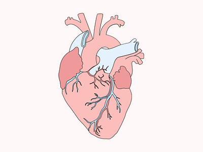 Heart 🖤 flat heart heart beat human human body illustration light minimal organ poster simple