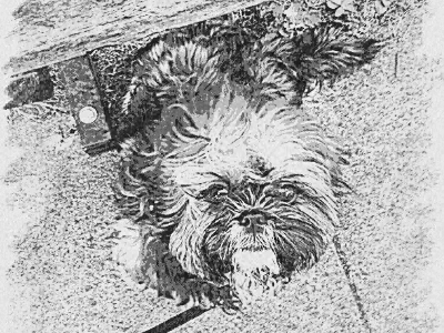 Shih tzu wonder charcoal portrait puppy shih tzu