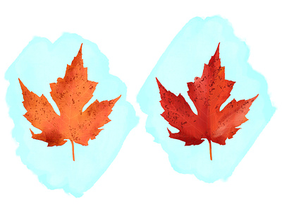 Leaf Study (Adobe Fresco) autumn party fresco illustration leaf leaves nature nature illustration outdoor tree