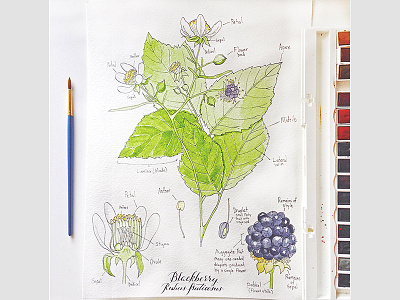 Watercolor study of Blackberry berry blackberry botanical botany flower illustration paint painting plant watercolor