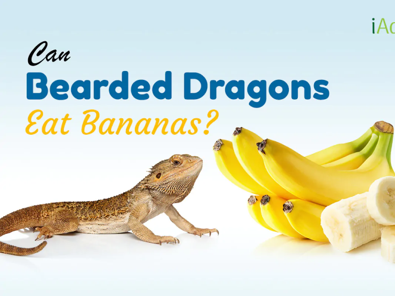 Can Bearded Dragons Eat Bananas By Krutika Shetty On Dribbble   Can Bearded Dragons Eat Bananas 1 .webp