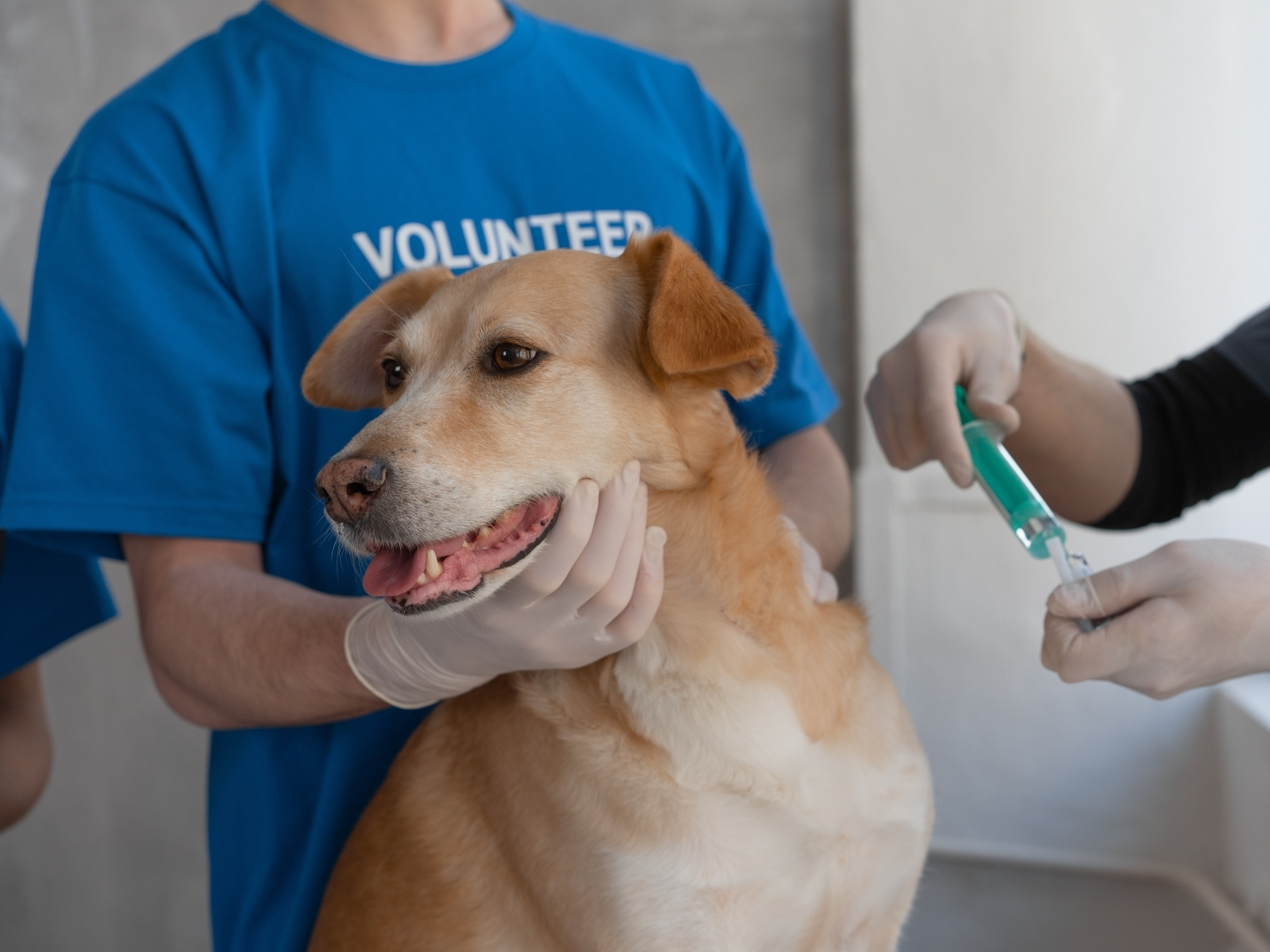 Make Your Pet Good Health by Best Exotic Vet Singapore Clinic by Gaia