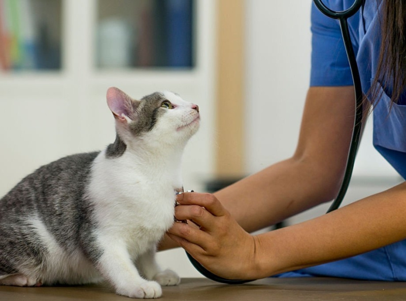 Best Vet Singapore is Available for Animal Surgery Gaiavets by Gaia