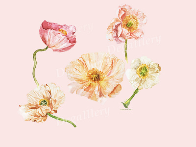 Poppy Flower botanical art botanical illustration flower illustration flower painting illustration watercolor watercolor illustration