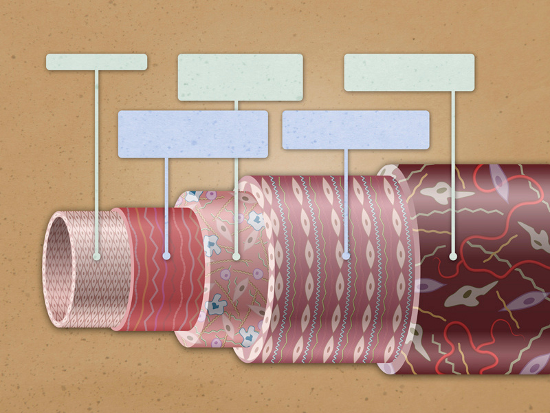 Vessel Cross-section by S H Lee on Dribbble