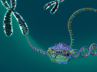 DNA transcription