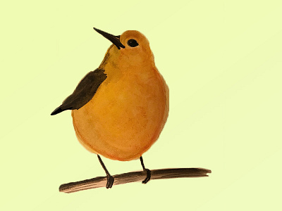 Yellow Warbler Illustration illustration watercolor