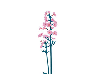 Japanese primrose
