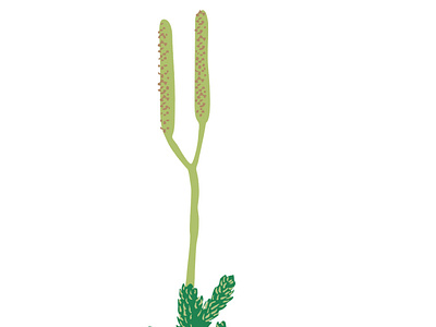 Lycopodium vulgare_green