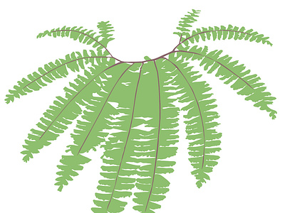 peacock fern_green