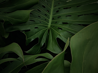 Monstera