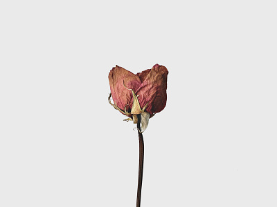 A Beautiful Demise floral flower heart minimal nature photography rose wilted