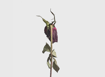 A Beautiful Demise floral flower green minimal nature photography red roses wilted