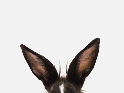 Happy Easter black blackletter bunny ears easter minimal photography rabbit white