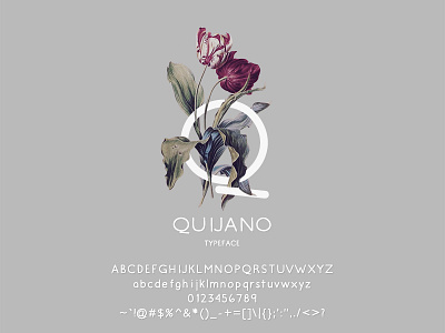 Q is for Quijano font freebie serif type typeface