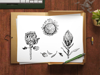 King Protea Hand Drawing beautiful nature birthday decor black branding digital digital art exotic flower graphic design hand drawn illustration king protea line drawing liner art logo pencil art south africa symbol summer flora wedding decor white