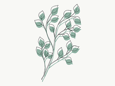 Silver Dollar Eucalyptus Study