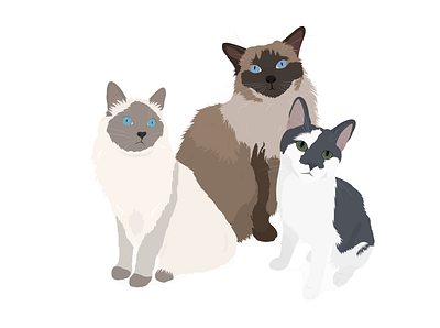 Cats Illustration Portrait animal animals cat cats cute digital art digital painting illustration illustrator kitten kittens pet portrait