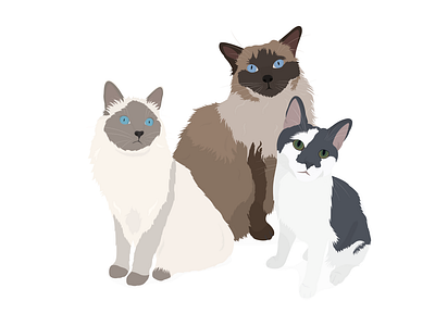 Cats Illustration Portrait