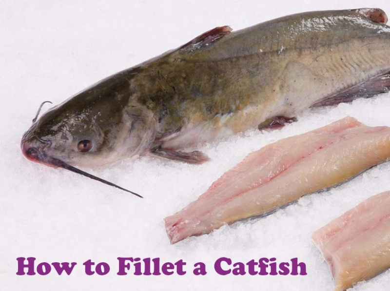 Divide a Catfish Filleting Process into Three Main Parts by Knife