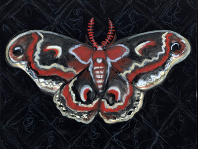 Cecropia Noir cecropia moth illustration moth watercolor
