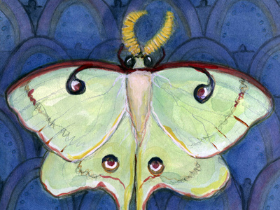 Deco Luna illustration luna moth moth moth art watercolor