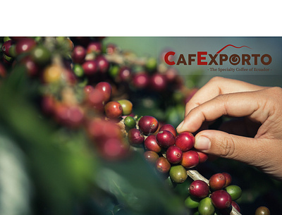 Diseño de portada Cafexporto branding design diseño graphic design illustration logo typography ui ux vector