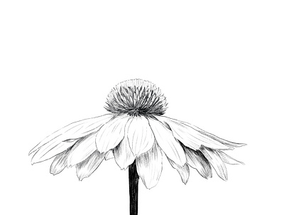 Flower line drawing illustration drawing drawingart floral floral art floral design flower flower illustration flower logo illustration illustration art illustration digital ipad ipadproart line art procreate procreate app procreate art procreate brushes procreateapp spring