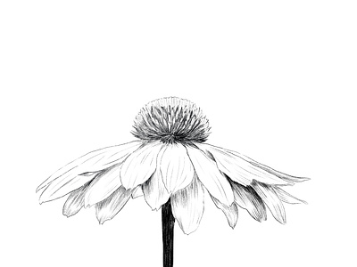 Flower line drawing illustration