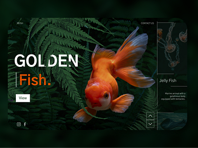 GOLDEN FISH - Info Page art conceptart goldfish graphic design infopage ui uidesign webdesign