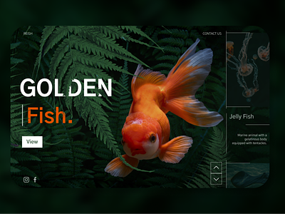 GOLDEN FISH - Info Page