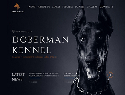 Doberman Kennel website design doberman dog dogs kennel ui ux uxui design website