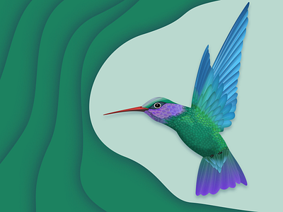 Humming bird ui 插图 设计